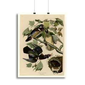 Summer Duck by Audubon Canvas Print or Poster (Type: Poster Print, size: 24" x 16" / 60cm x 40cm (approx))