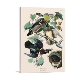 Wood Duck (Type: Standard Framed Canvas Print, size: 12" x 8" / 30cm x 20cm (approx))
