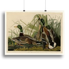 Mallard Duck by Audubon Canvas Print or Poster (Type: Standard Framed Canvas Print, size: 24" x 16" / 60cm x 40cm (approx))